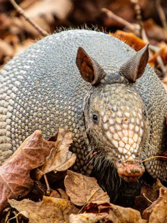 Top 8 Animals that live underground